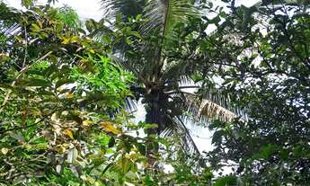 Imagem 4: Sítio em Joaquim Gomes