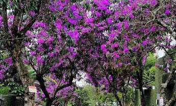 Imagem 4: Casa em condomínio fechado Jardim ampliação Morumbi