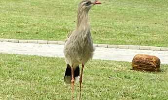 Imagem: Terreno FANTÁSTICO com 2170 M2 e POCO ARTESIANO