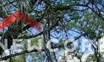 Imagem 6: Sítio em Rua um - Ribeiros - Angatuba/SP