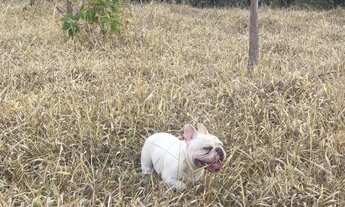 Imagem 2: Chácara em esmeradas !! Oportunidade pra você que sair da cidade grande !!