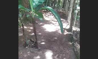 Imagem 3: Vendo chácara 250.000