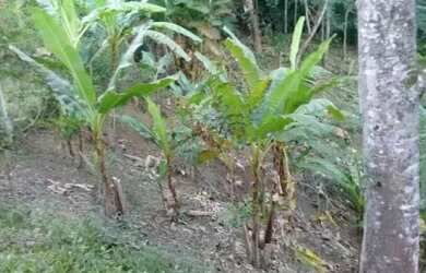 Imagem 3: Casa para venda possui 10500 metros quadrados com 3 quartos em Zona Rural - Itariri - SP