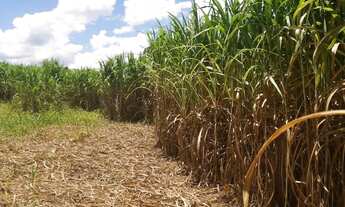 Imagem 3: OPORTUNIDADE ÚNICA!!! Fazendinha de 38 hectares as margens da BR a 12 km de Unaí MG