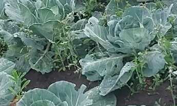 Imagem 2: Chacara em Bocaiuva Do Sul 2400 metros quadrados, com água de poço, luz, pomar, rancho