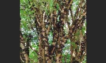 Imagem 2: Vende se um sítio no bairro Varjão.Pirai