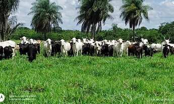 Imagem: 35alqueires com 28 alqueires de pasto prontos