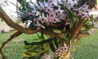 Imagem 3: Sitio Chácara com venda por R$1.500.000