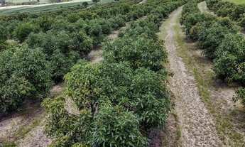 Imagem 6: Ótimo sítio em abacate montado de porteira fechada no interior de São Paulo