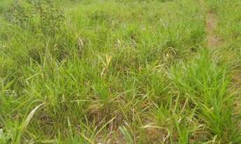 Imagem 5: Fazenda Sitio Chacara Roça Terra Gado Em tocantins Porto Nacional