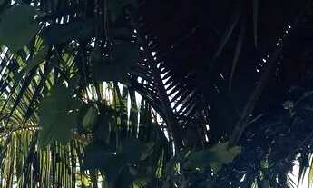 Imagem 5: Vendo sobrado com agropecuária