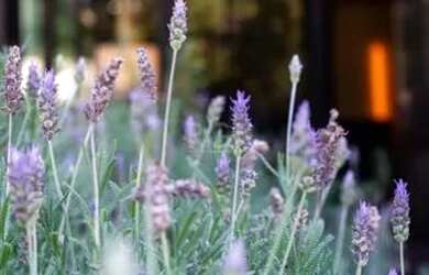 Imagem 12: Apartamento para Venda - 164m², 3 dormitórios, sendo 3 suites, 3 vagas - Higienópolis