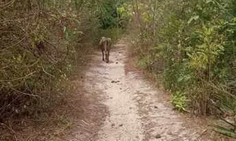 Imagem 3: VENDO AREA MARACANÃ