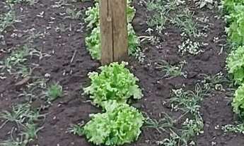 Imagem 6: Chacara em Bocaiuva Do Sul 2400 metros quadrados, com água de poço, luz, pomar, rancho