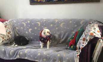 Imagem 7: Casa em condomínio pequeno, 2 quartos , 2 banheiros , garagem individual , pracinha