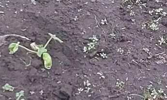 Imagem 4: Chacara em Bocaiuva Do Sul 2400 metros quadrados, com água de poço, luz, pomar, rancho