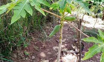 Imagem 5: Terreno santa Isabel