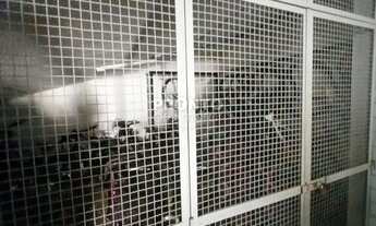 Imagem 6: Apartamento 4 quartos em Boa Viagem