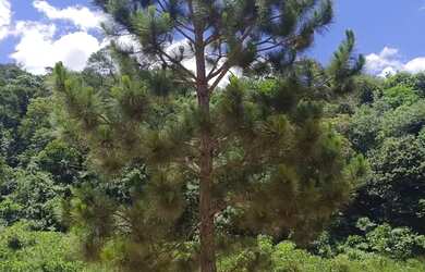 Imagem 6: São Roque Lotes Amplos no Interior Paulista