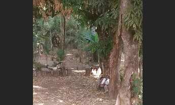 Imagem 4: Vendo chácara 250.000