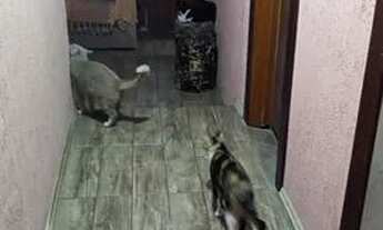 Imagem 4: Vende ou troca casa por sitio