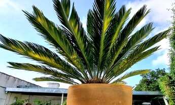 Imagem 6: SÃO PAULO - Casa Padrão - VILA FIRMIANO PINTO