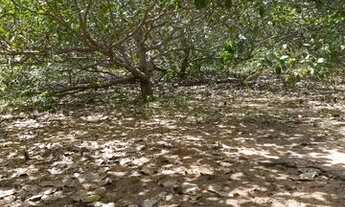 Imagem 6: Sítio de 4,5(ha