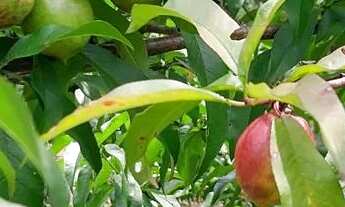 Imagem 5: Chacara em Bocaiuva Do Sul 2400 metros quadrados, com água de poço, luz, pomar, rancho