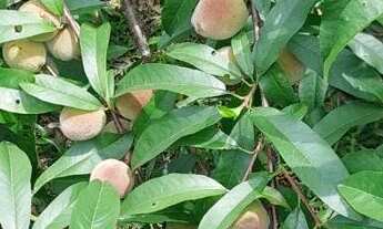Imagem 7: Chacara em Bocaiuva Do Sul 2400 metros quadrados, com água de poço, luz, pomar, rancho