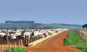 Imagem 6: Fazenda a venda 20.650 hec em Paranatinga MT. 780 milhões