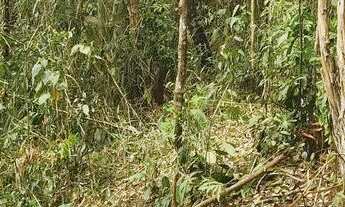 Imagem 3: Vendo lote no Papamilho