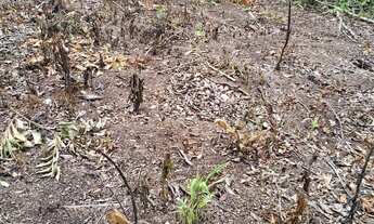 Imagem 3: Sítios e chacaras Anápolis