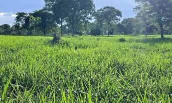 Imagem 7: Fazenda a venda, em Flores de Goiás- GO