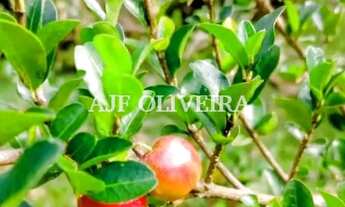 Imagem 2: Granja Casa em condomínio com 2 dormitórios