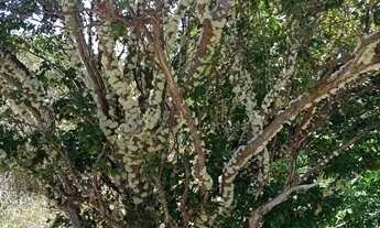 Imagem 6: Excelente terreno(chácara 13mil mts?