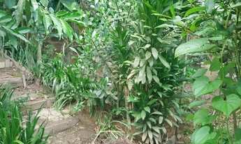 Imagem 7: Linda chácara no bairro jardim vista linda Ribeirão Pires