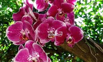 Imagem 7: Chácara à venda com 3 dormitórios, 1147 m² por R$ 850.000 - Chácaras Itália - Cosmópolis/S