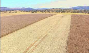 Imagem 5: Fazenda de 77 alqueires em Mairipotaba - GO