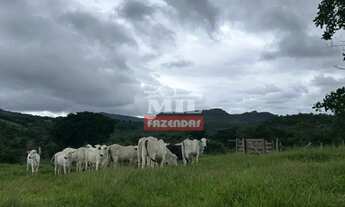 Imagem 4: Fazenda 40 alqueires (193,6 hectares) Mineiros - Go