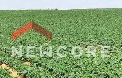 Imagem 5: Sítio em Rua Saldanha Marinho - Centro - Itapetininga/SP