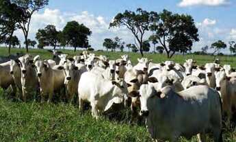 Imagem: Fazenda para Venda em Barro Alto, Zona Rural