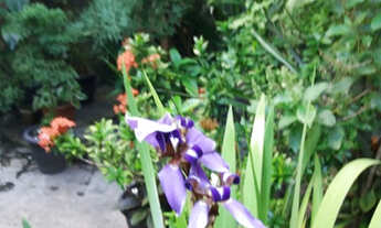 Imagem 5: Casa Livre 3 quartos dependência, quintal, Em Monte Serrat Bonfim