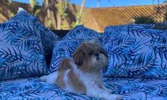 Imagem 1: Aluguel Temporada em Florianópolis, A Partir de R$158/dia, + de 2.400 Acomodações - Consul