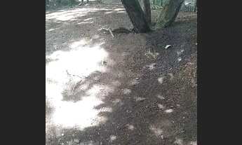 Imagem 5: Vendo chácara 250.000