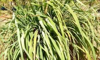 Imagem 7: Rua 4 quadra j Alexânia GO Cond Náutico Taruma Lote 1000 m² Construído 60 m²