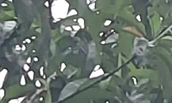 Imagem: Chacara em Bocaiuva Do Sul 2400 metros quadrados