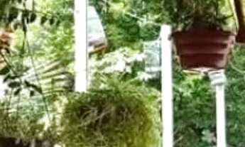 Imagem 2: CASA ASSOBRADADA - VILA PALMARES - SP