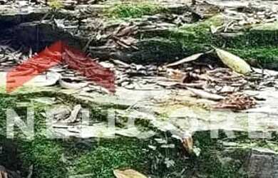 Imagem 3: Sítio em Rua um - Ribeiros - Angatuba/SP