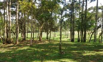 Imagem 7: Chácara com 31.000 m² e com residência 3 dormitórios - 5 km do Centro de Campo Alegre/SC