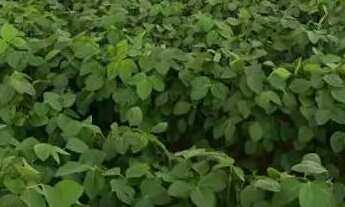 Imagem 3: Fazenda de arrendamento 620hec em Itiquiras MT